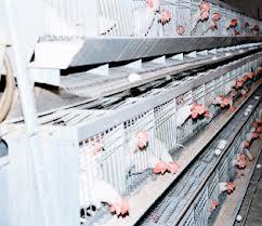 انواع الحضائر والدجاج