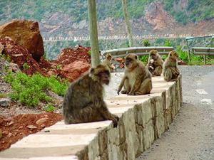 Dossier -  Aire protégée Bougaroune-Oued Zhor à Skikda:  Vers un compromis entre l’homme et l’environnement