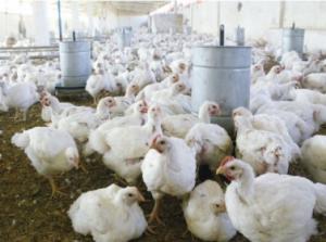 تربية الدواجن