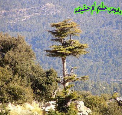 وقفة امام منظر طبيعي بيابوس ولاية خنشلة