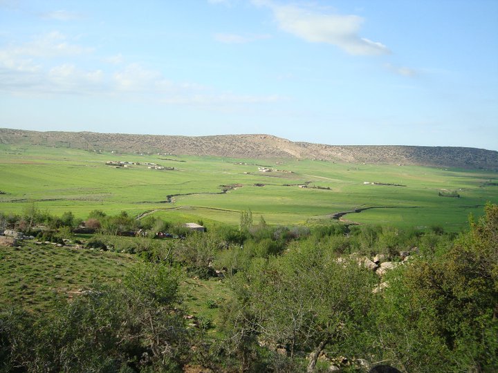 Yabous en plein printemps.