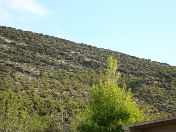 Yabous en plein printemps.