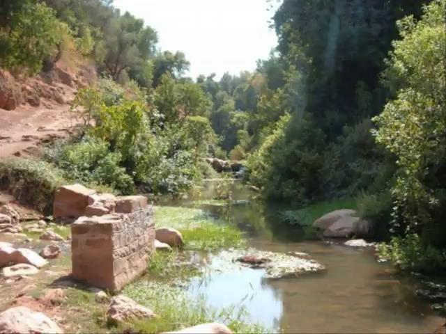 Yabous en plein printemps.