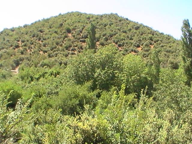 Yabous en plein printemps.