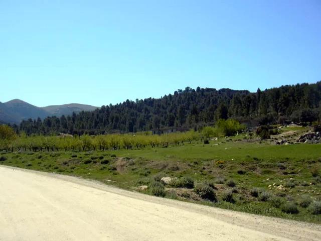 Yabous en plein printemps.