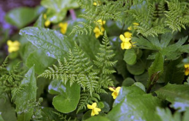 Planète - La communauté internationale au chevet de la biodiversité
