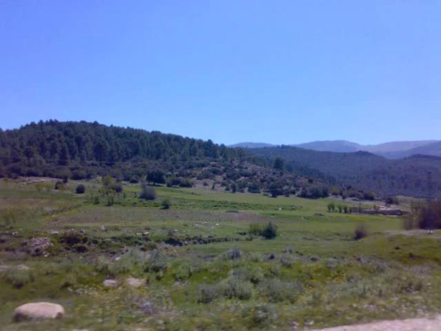 Yabous en plein printemps.