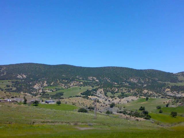 Yabous en plein printemps.