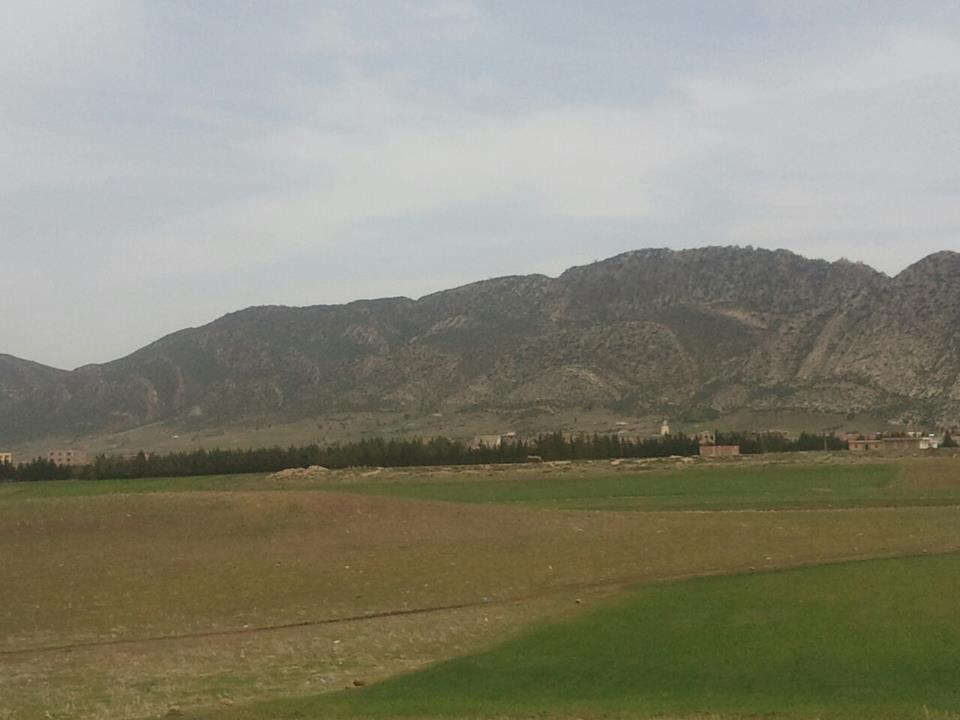 Yabous en plein printemps.