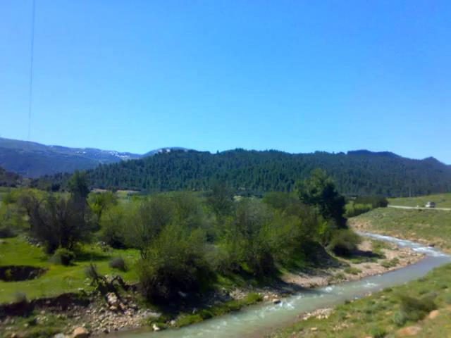 Belle Nature au Printemps A YABOUS   .W. KHENCHELA