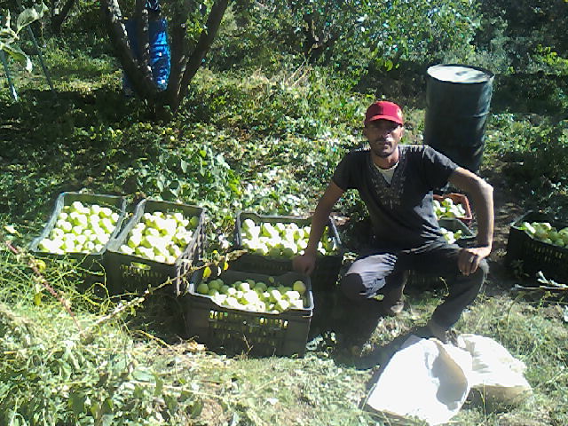 Zéroual Nour.Eddine le jeune ingénieur   pendant la cueillette des pommes à Meloudja