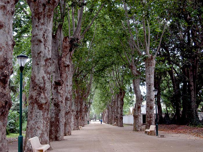 Le Jardin d'Essai du Hamma à Alger