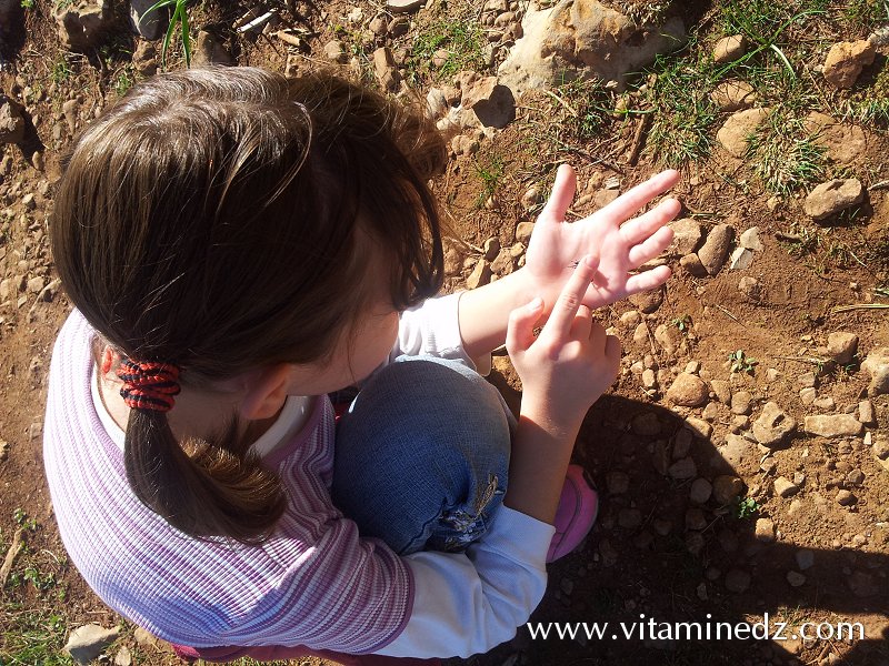 Tlemcen Ballade en Fôret du petit perdreau du coté de Sidi Abdellah El Baal vers El Ourit