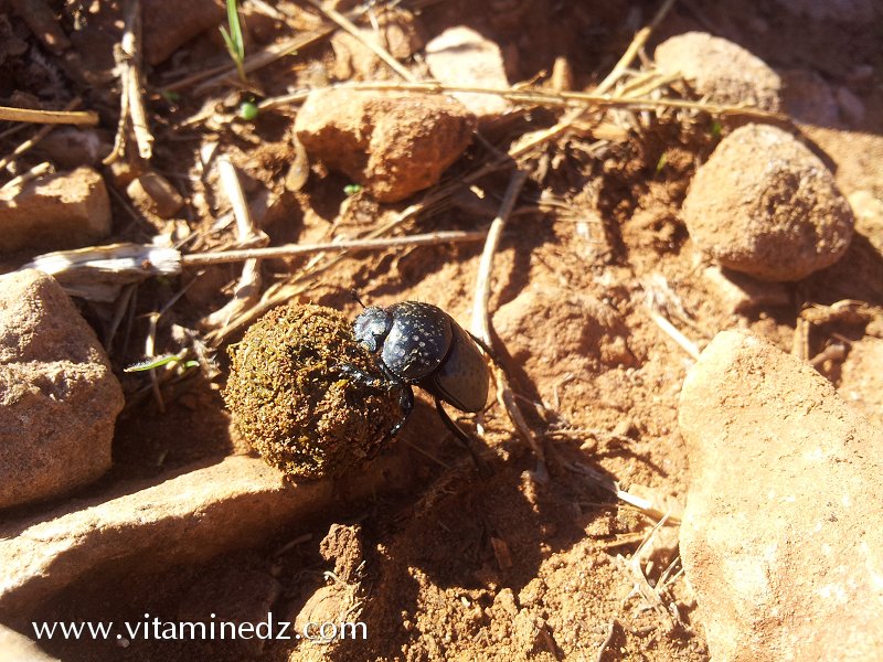 Tlemcen  Fôret du petit perdreau du coté de Sidi Abdellah El Baal vers El Ourit