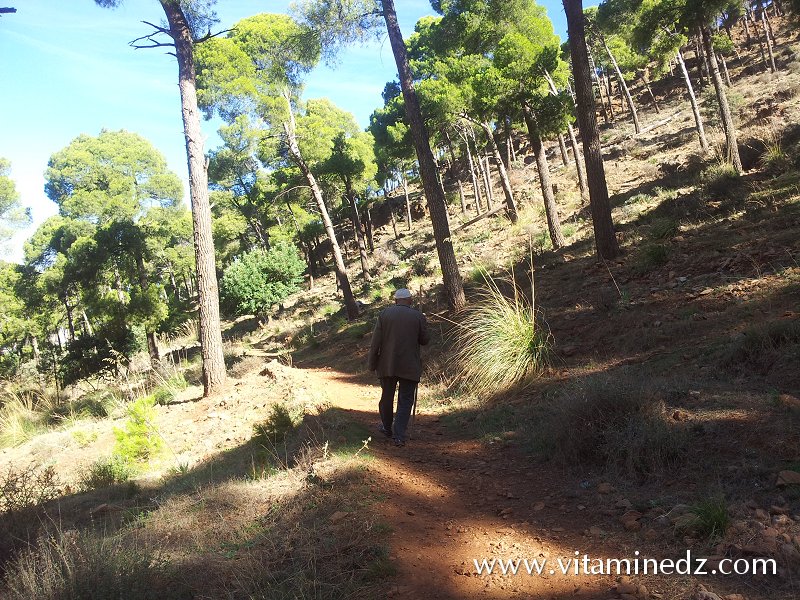 Tlemcen  Fôret du petit perdreau du coté de Sidi Abdellah El Baal vers El Ourit