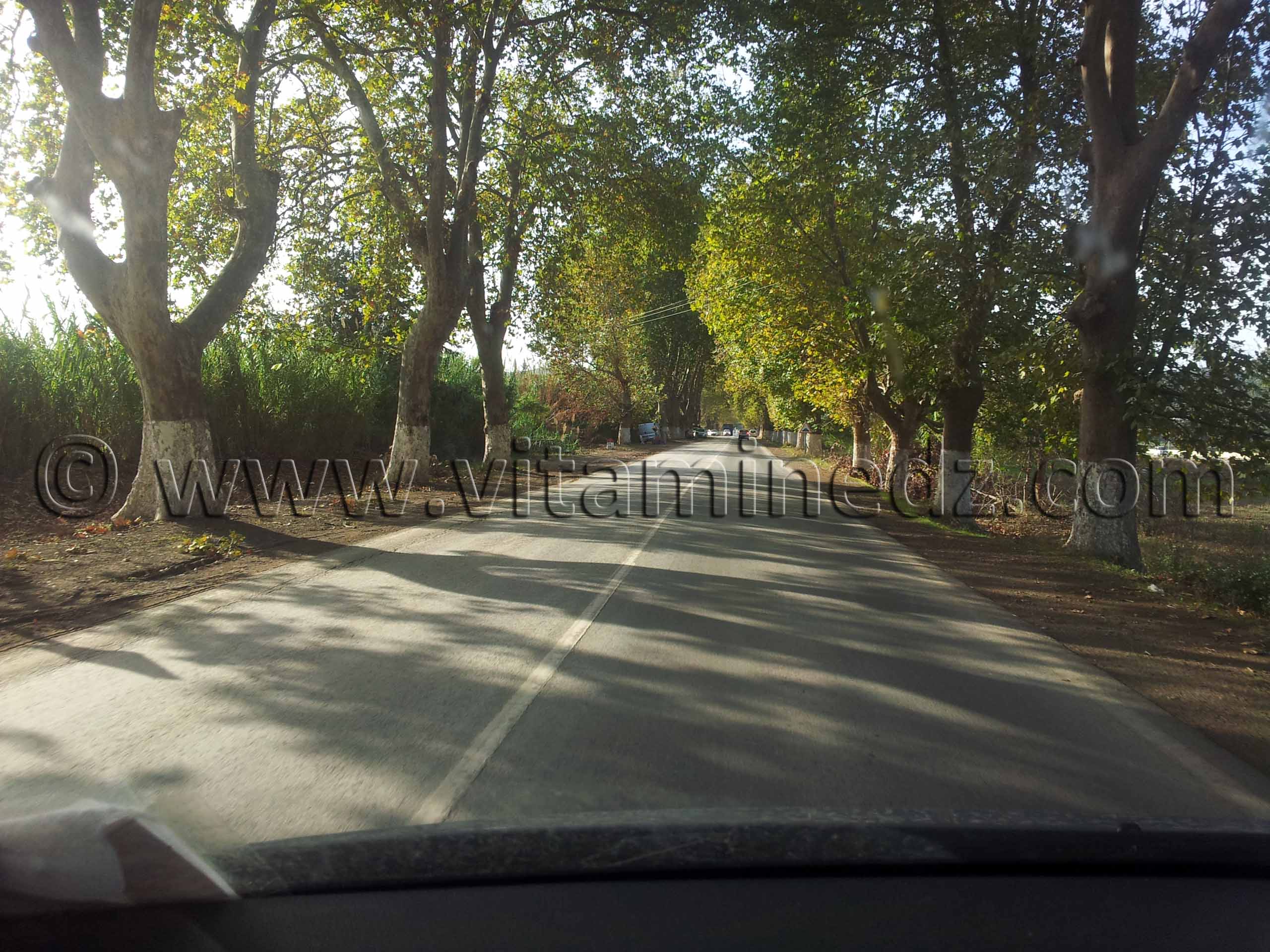 Belle route ombragée vers Cherchell (Caesarée)