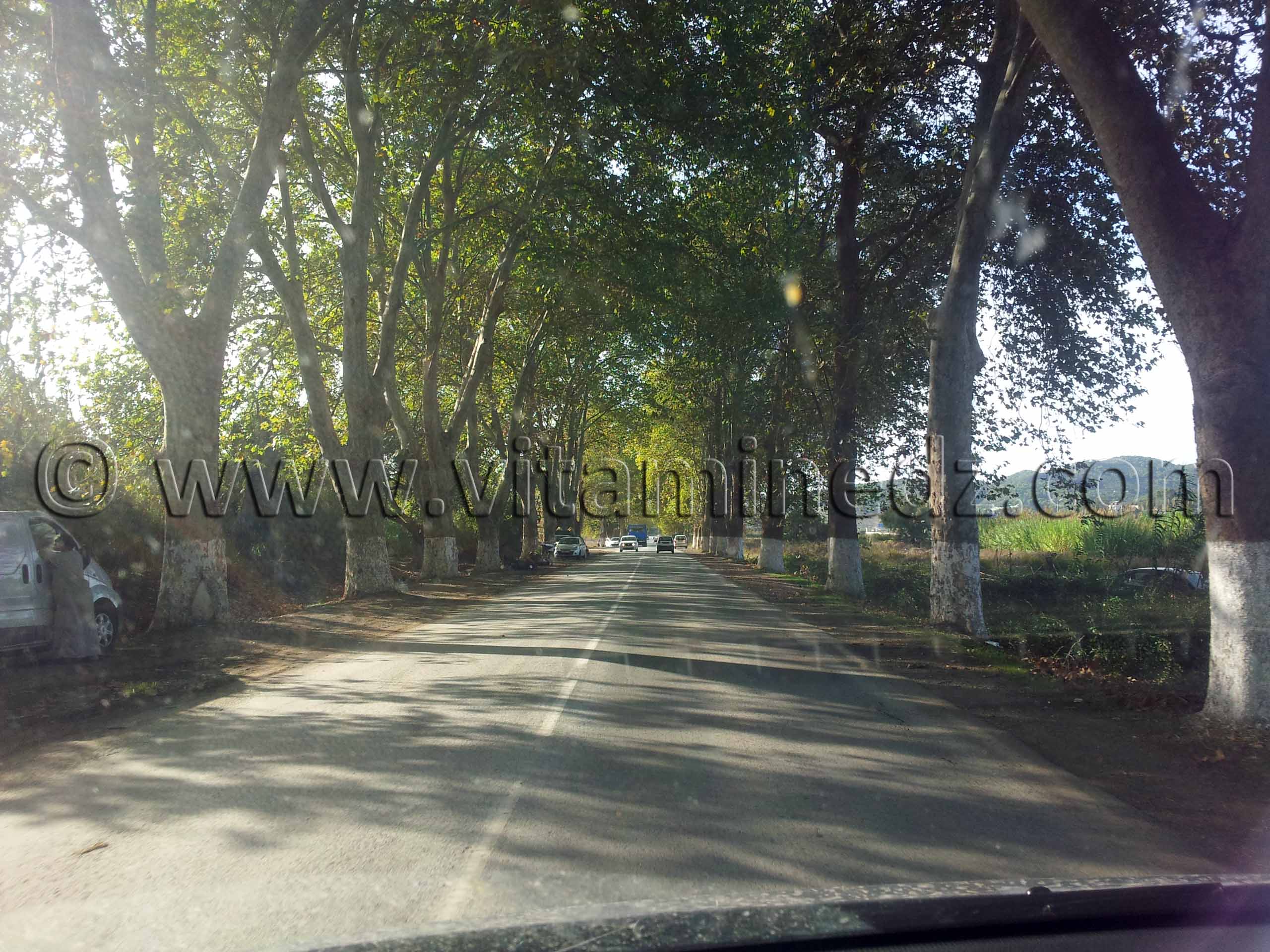 Route ombragée de platanes Cherchell (Caesarée)