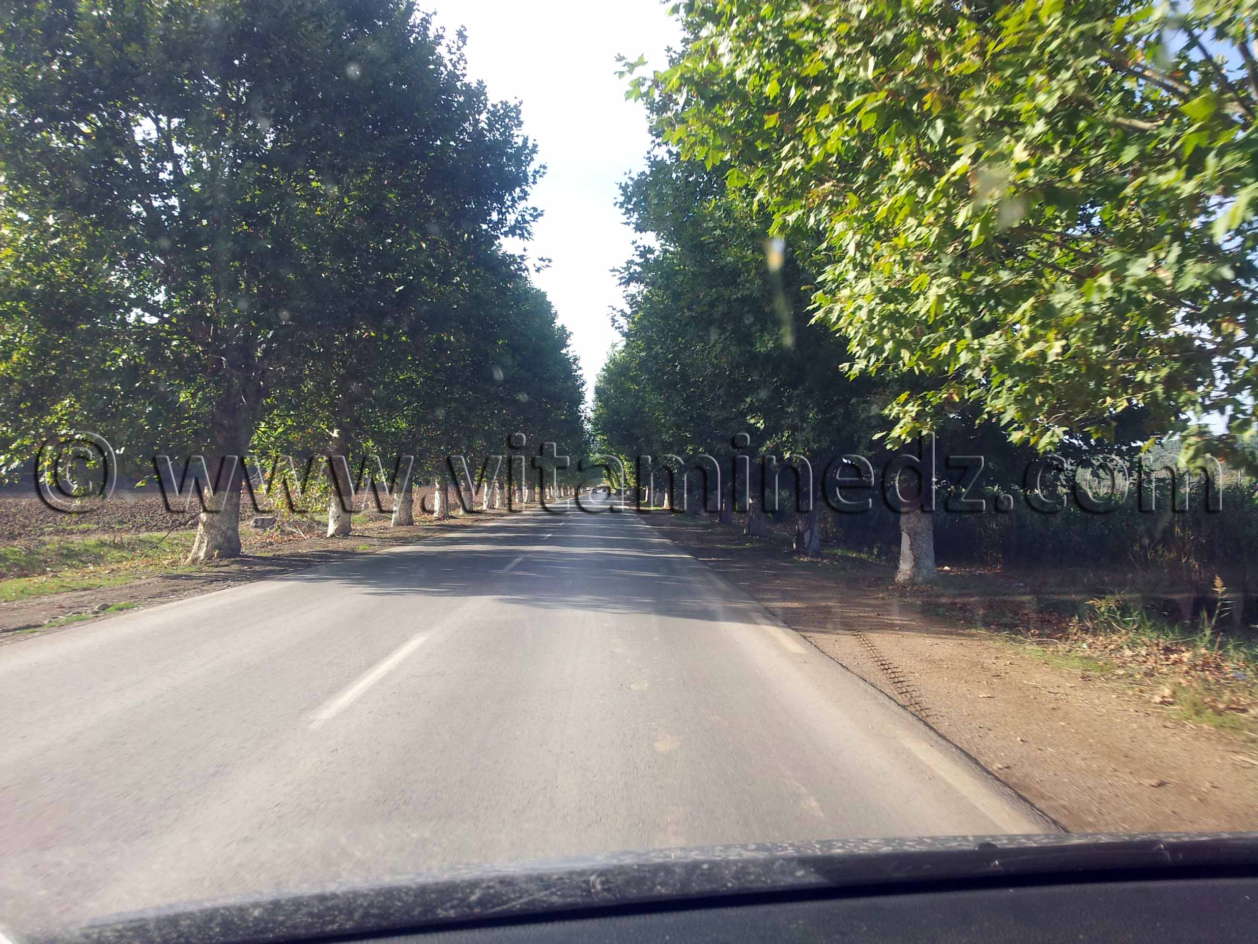 Platanes sur la route de Cherchell (Caesarée)