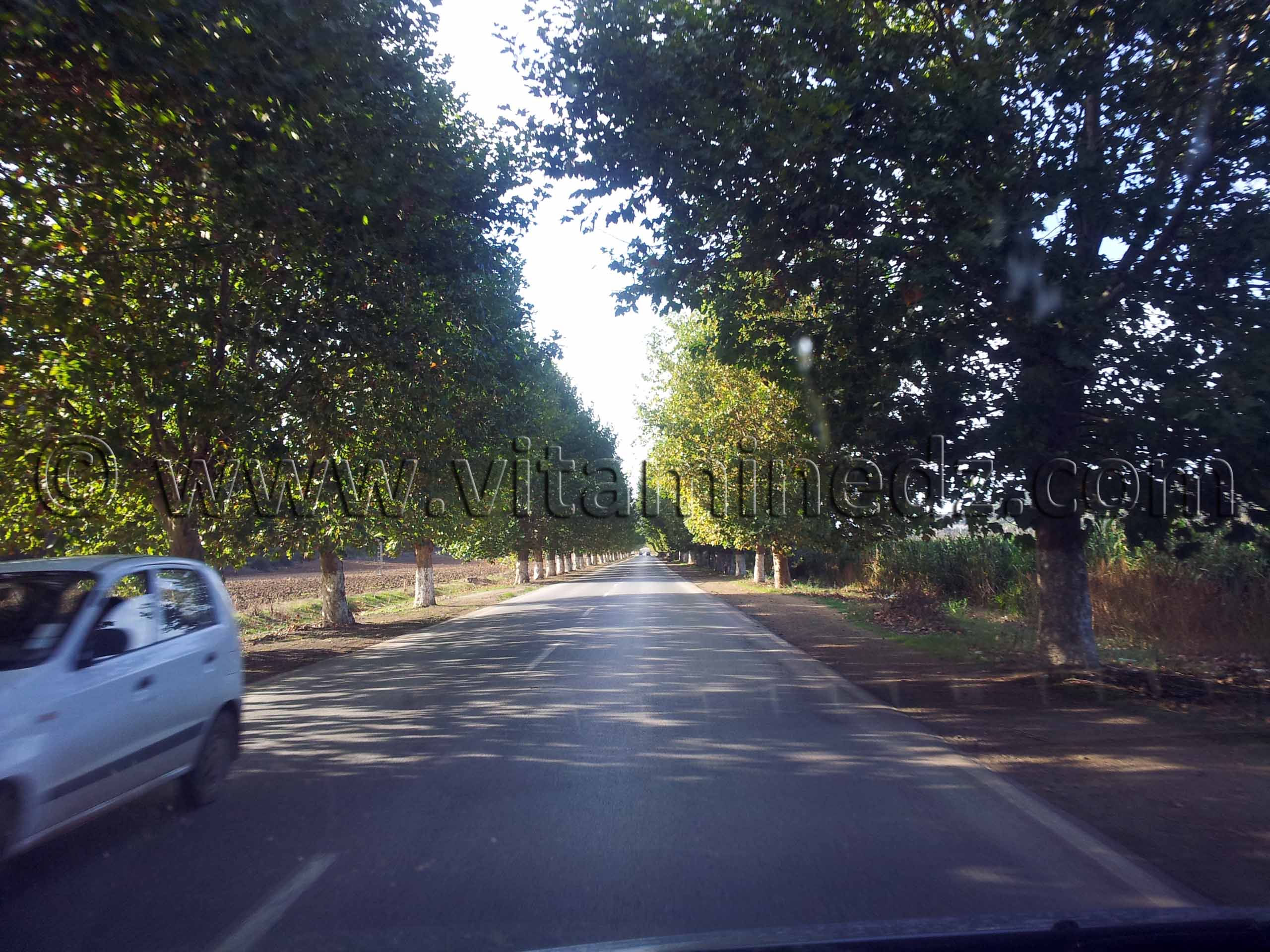 Route ombragée de platanes Cherchell (Caesarée)