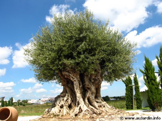 Ben M'hidi (Tlemcen) -  Un arbre à la place de chaque mine désamorcée