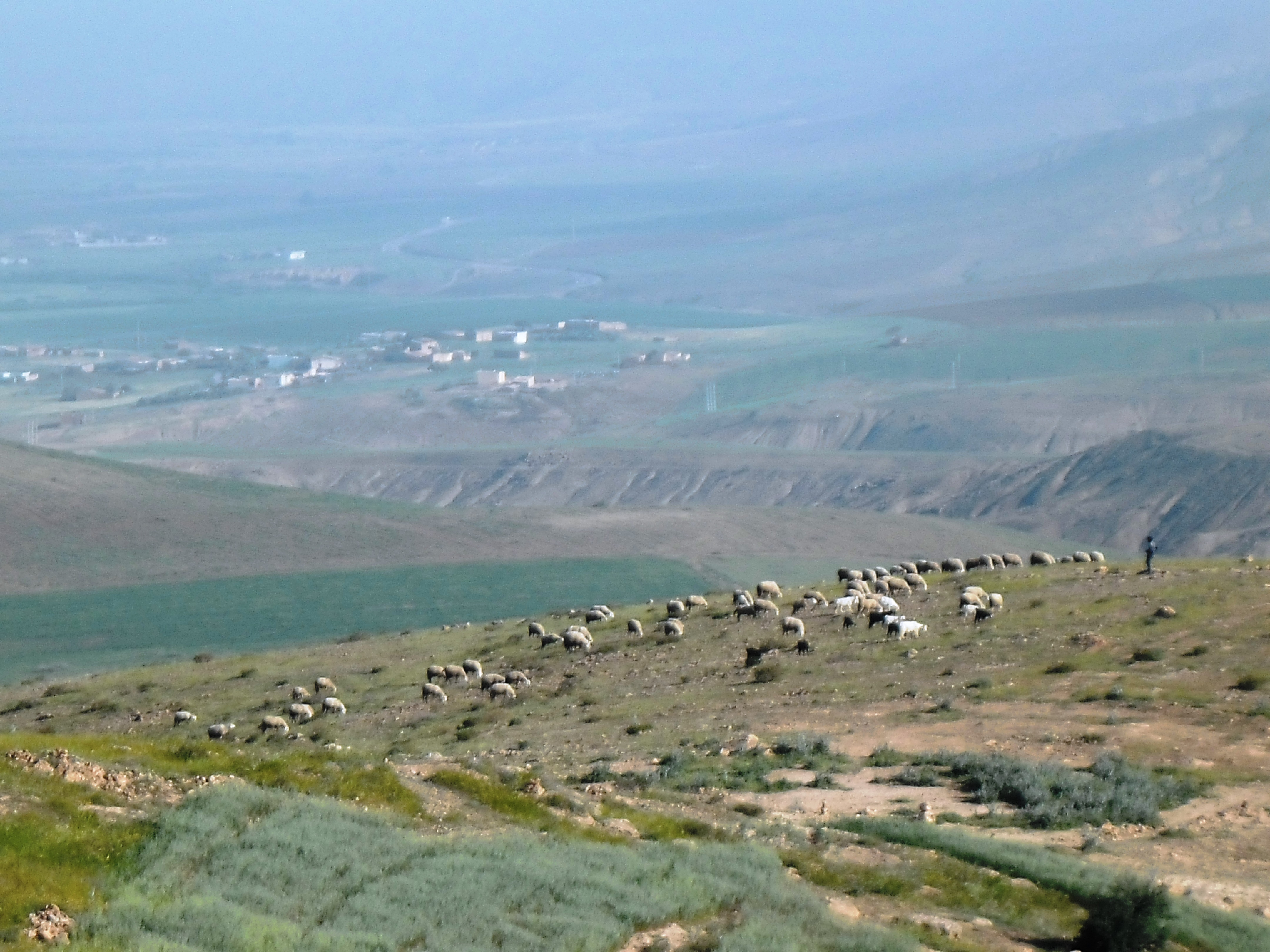 الراعي والغابة