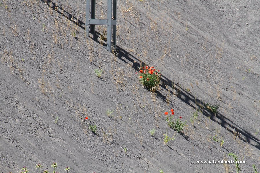 Hammam Boughrara, Carrière du coté de Maaziz