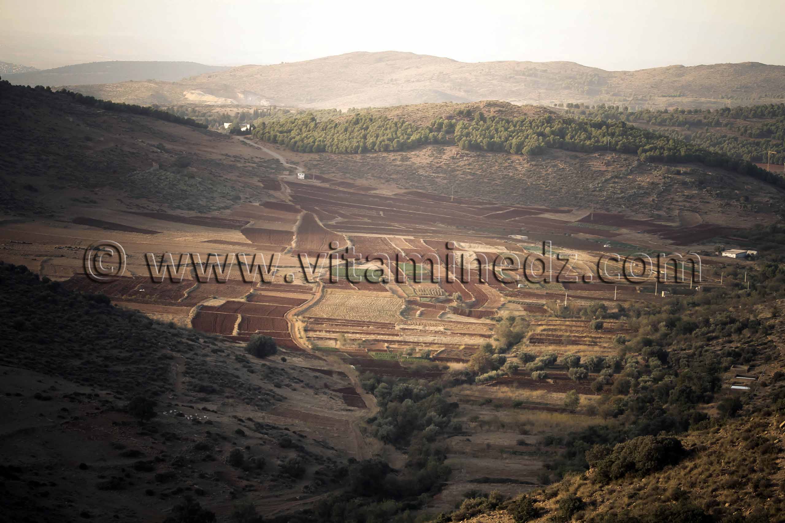 Champs entre 2 collines, Aïn Fezza