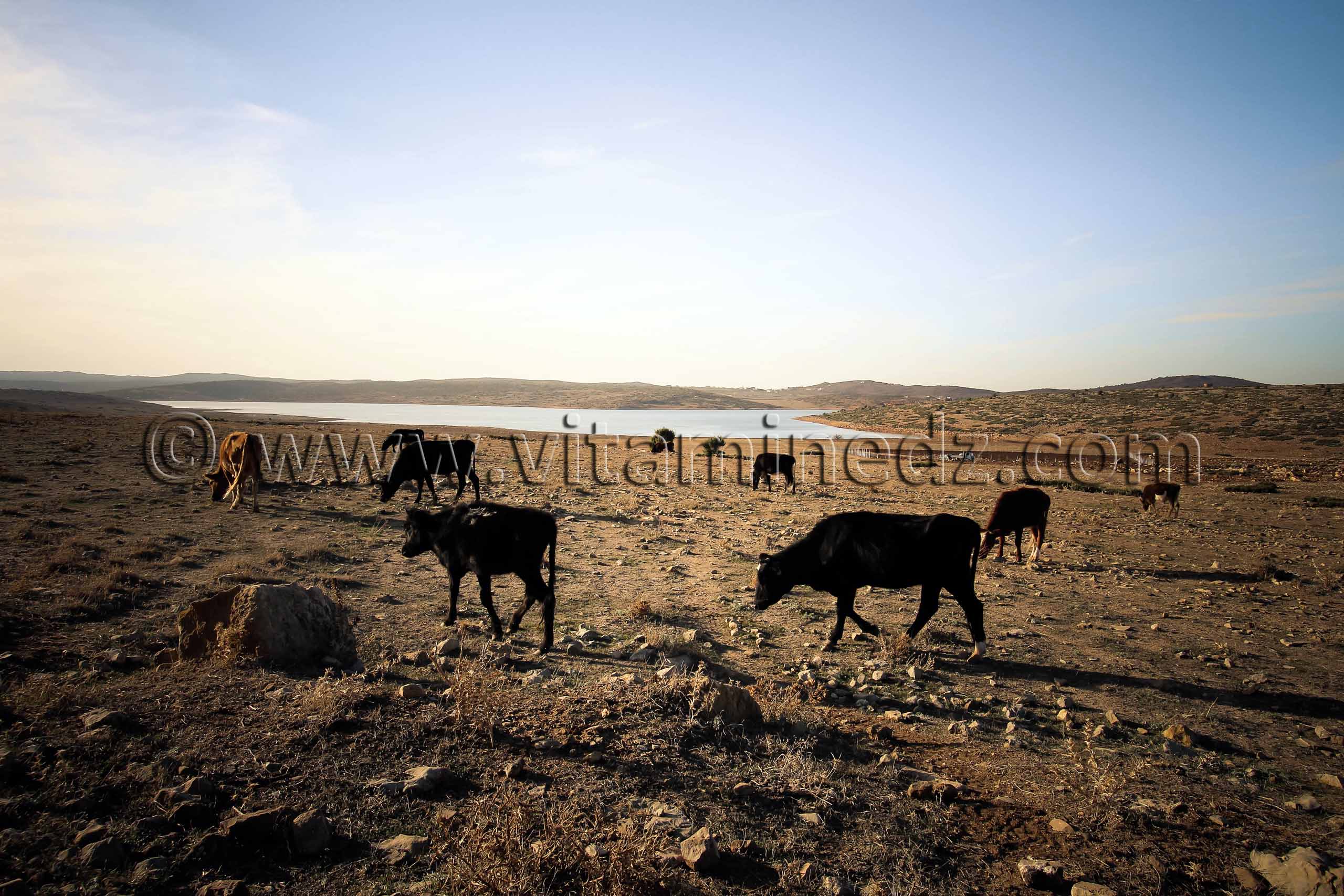 Au pays des Beni Ouahiane, les vaches sont reines ... Pris à Terny Beni Hdiel