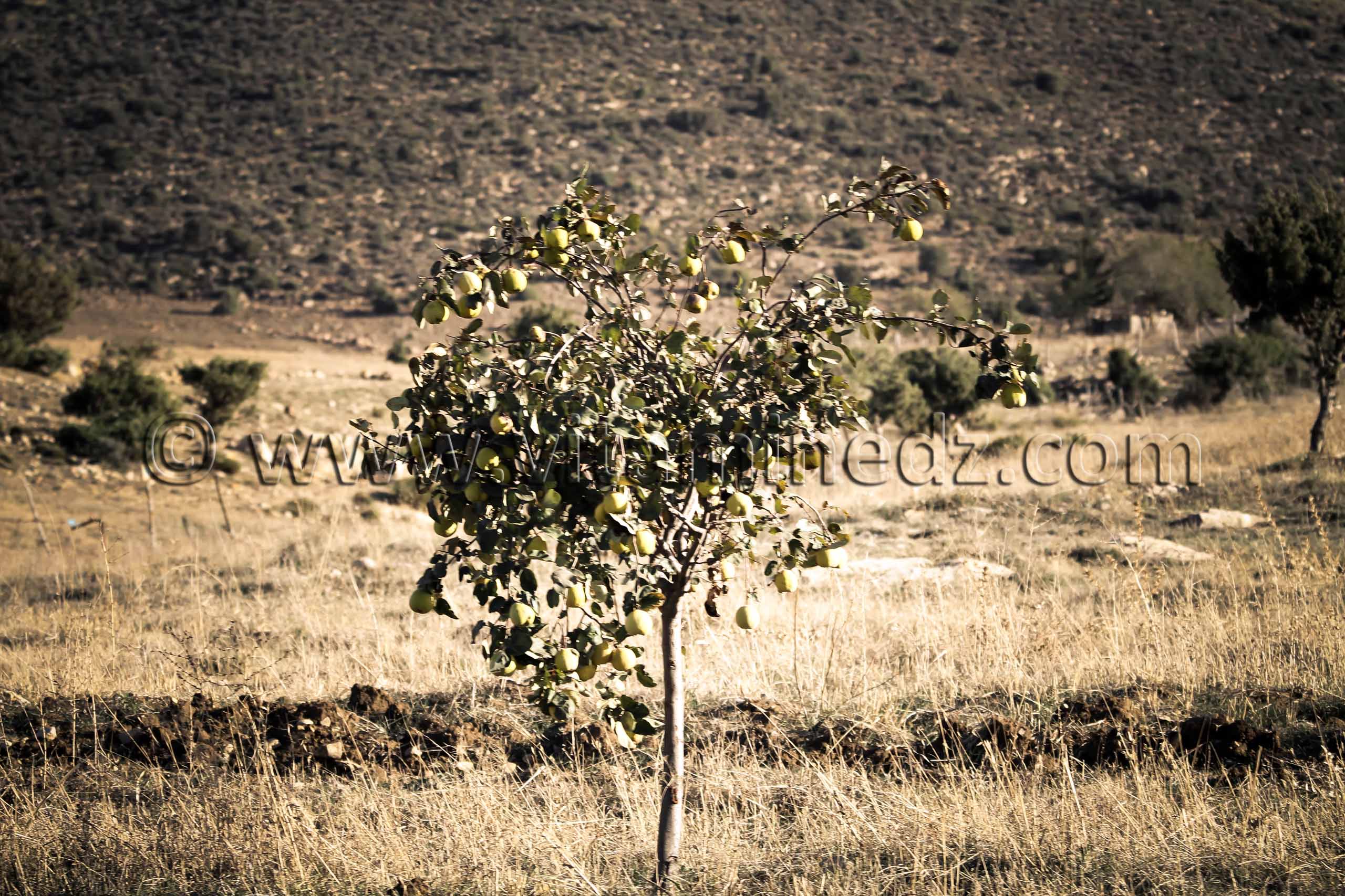 Arbres de Cognassier ...Au pays des Beni Ouarnid (Terny, Djbel Nador, Mafrouch, Sidi Hafif ...)