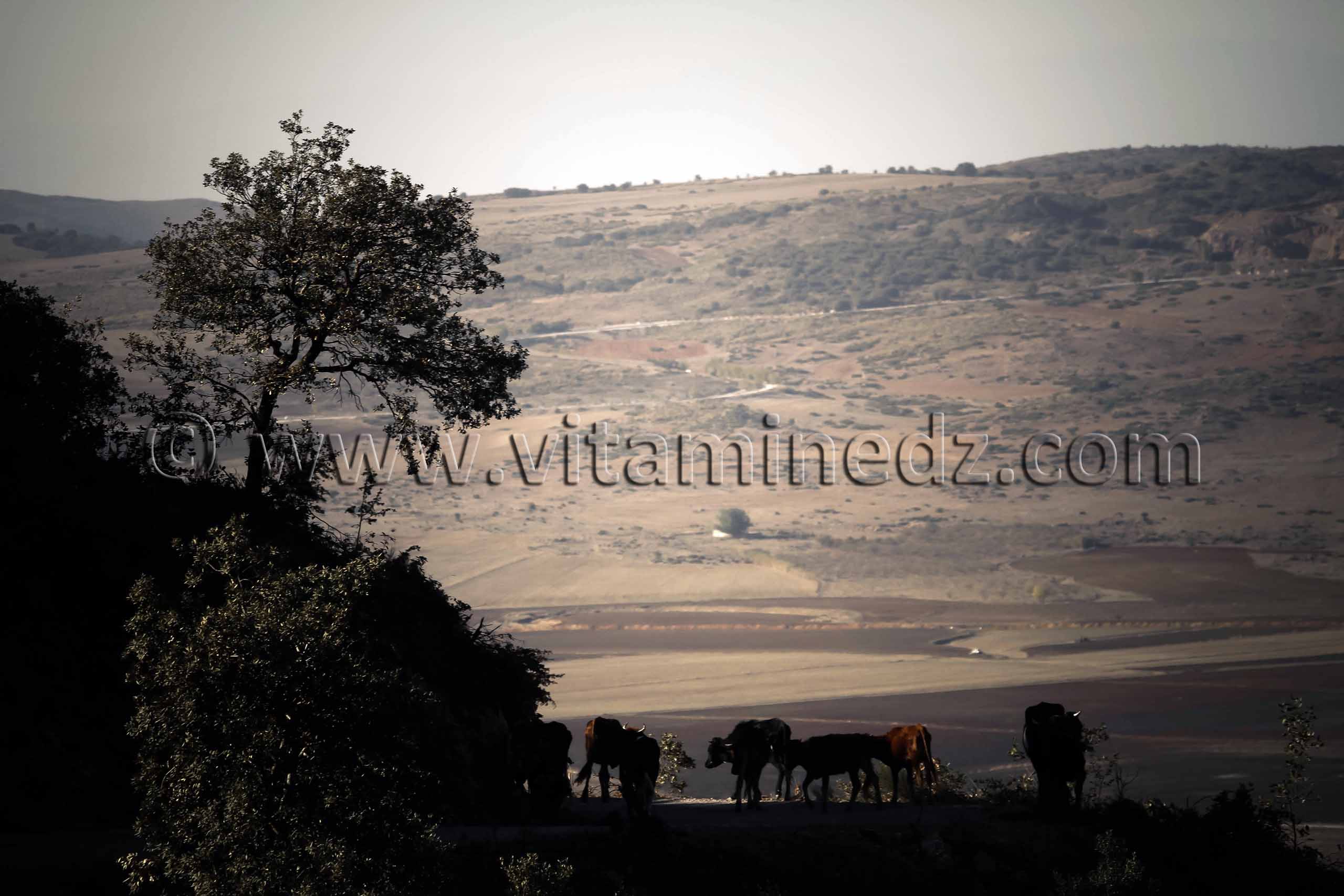 Au pays des Beni Ouarnid (Terny, Djbel Nador, Mafrouch, Sidi Hafif ...)