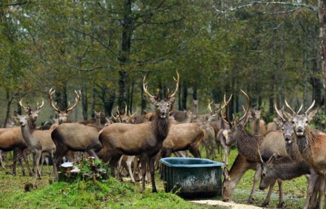 Planète - Les espèces invasives, un fléau pour la biodiversité mondiale