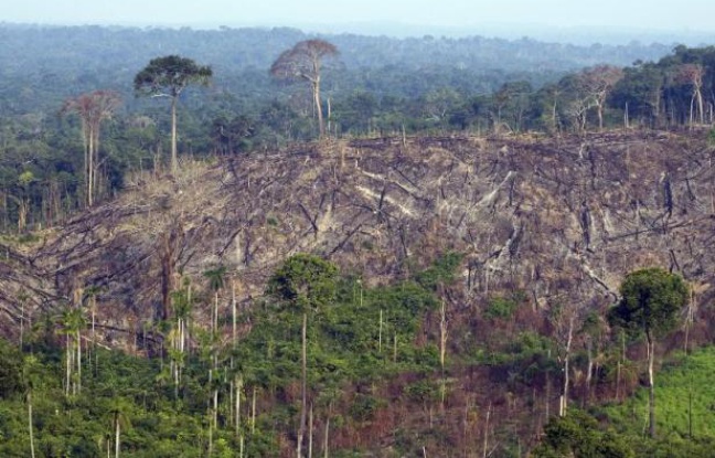 Planète - Brésil: un scientifique appelle à un «effort de guerre» pour sauver l'Amazonie