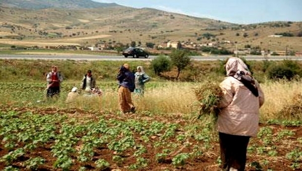 Guelma - Appel à la création d’un réseau national de conseillères agricoles chargé de la femme rurale