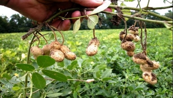 Plus de 5.600 quintaux d'arachides récoltés cette année dans la wilaya de Ghardaïa