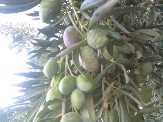 شجرة الزيتون