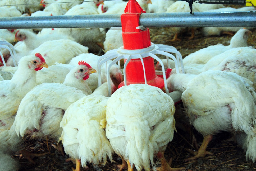 nouveau materiel avicole