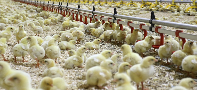 nouveau materiel avicole