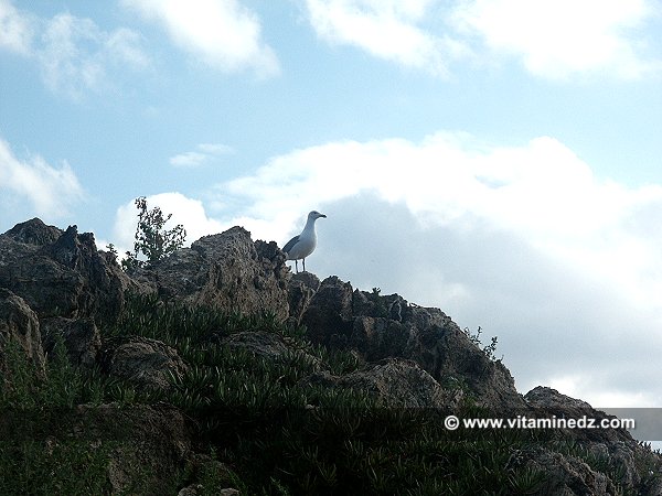 Skikda, mouettes à l'île de Srigina en septembre 2005