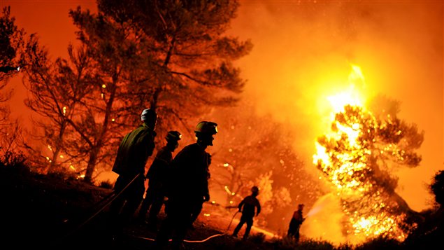 Algérie - Hausse de la superficie forestière dévastée par les feux en 2014: SOS ! Le patrimoine végétal en péril