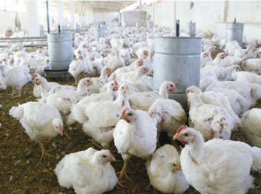 تربية الدواجن