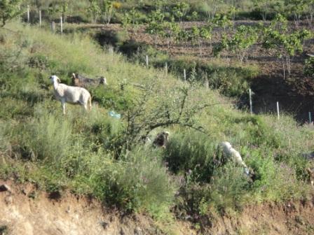 Lemroudj en mai 2013