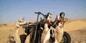 Oued Souf - La population au secours des gazelles massacrées par les émirs du Golfe