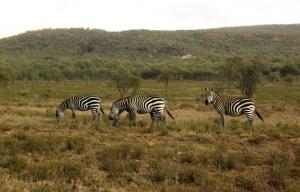 Afrique - Kenya: Eléphants, lions et zèbres souffrent aussi du changement climatique
