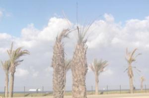 Quand c’est la capitale qui donne “l’exemple”:  Des édiles en panne d’idées à El-Tarf