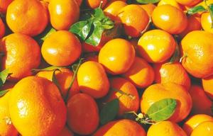 Blida et sa célèbre plaine de la Mitidja en passe d’être détrônées:  La production d’agrumes atteint des records à Mostaganem