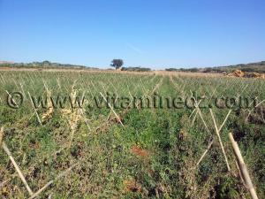 Champ privé à Tagma, culture de tomates