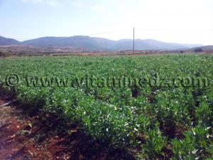 Tagma, Champs de feves