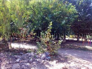 Gachis à la source de Ain Fezza, destruction par la mairie des ressources naturelles
