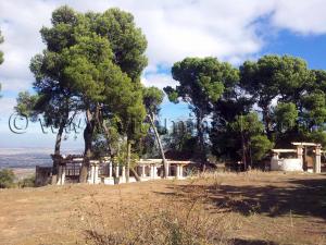 Tlemcen, ancien campement militaire - Foret de Zarifet, Pinèdes