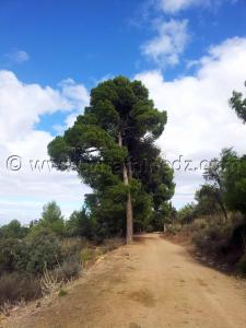 Foret de Zarifet, Pins, chêne liège et Centre de chasse